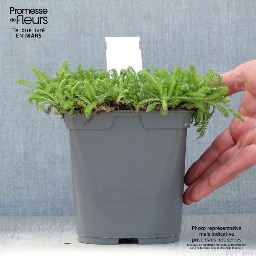 Exemplaar van Achillea millefolium Desert Eve Red - Duizendblad Pot van 2 l/3 l zoals geleverd in de lente