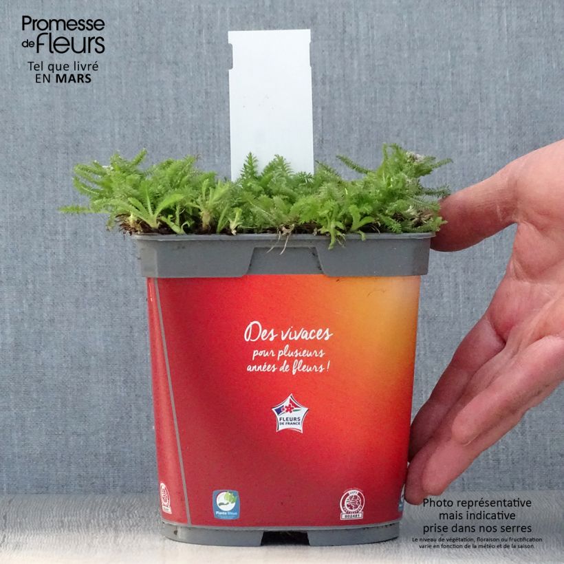 Exemplaar van Achillea millefolium Desert Eve Terracotta - Duizendblad Pot van 2 l/3 l zoals geleverd in de lente