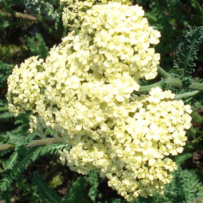 Achillea millefolium Hella Glashoff - Duizendblad (Flowering)