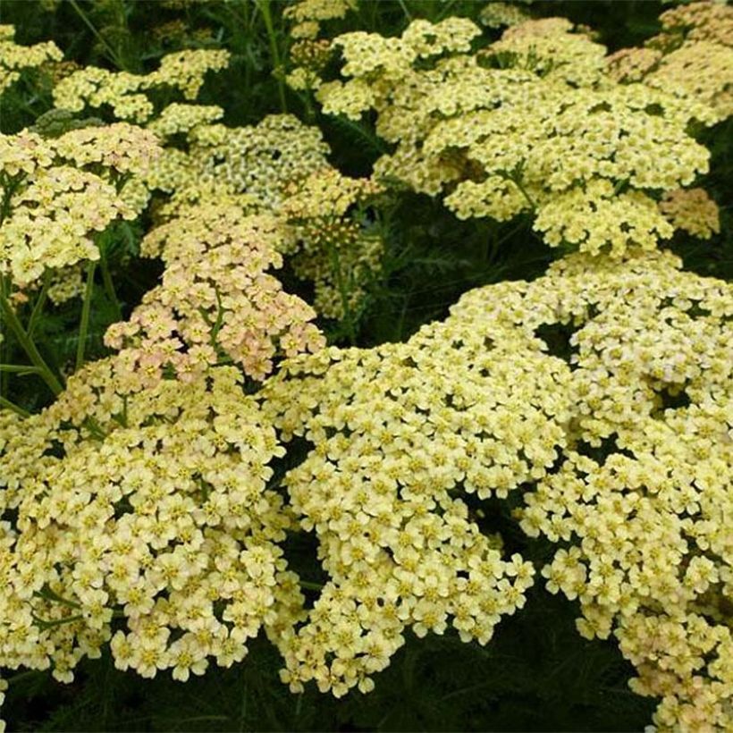 Achillea Hoffnung - Duizendblad (Bloei)