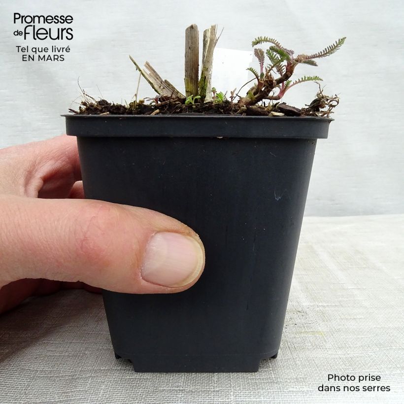 Exemplaar van Achillea Hoffnung - Duizendblad Kweekpotje van 8/9 cm zoals geleverd in de winter