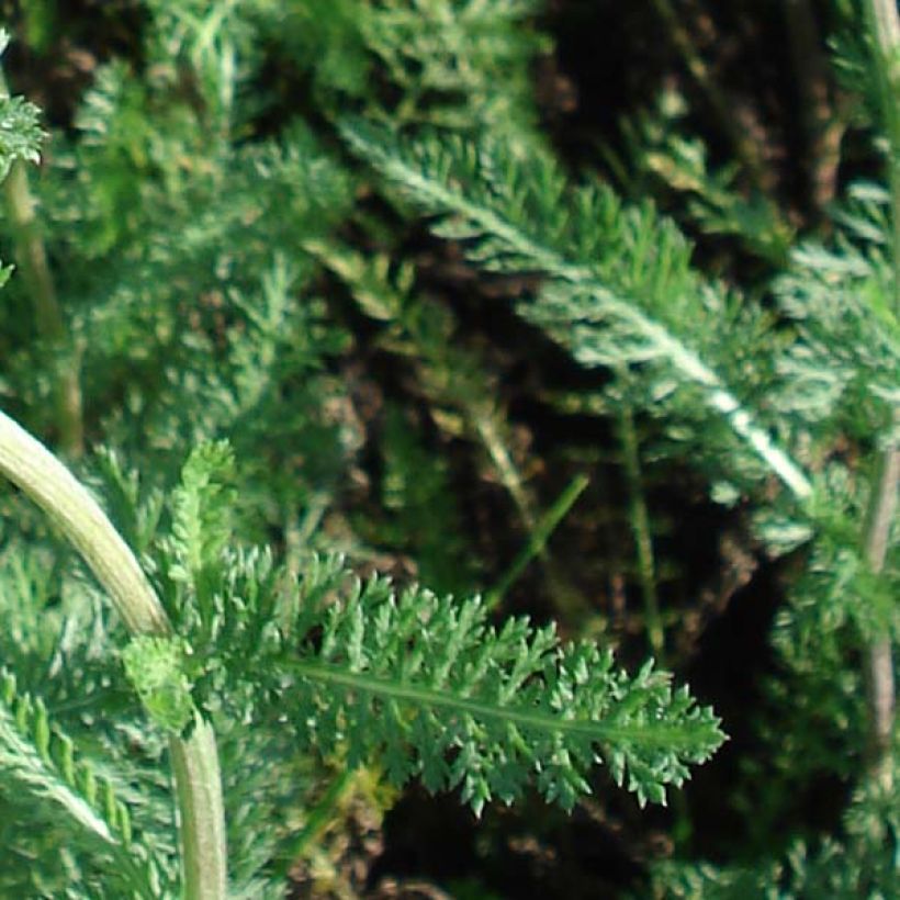 Achillea millefolium Salmon Beauty - Duizendblad (Blad)