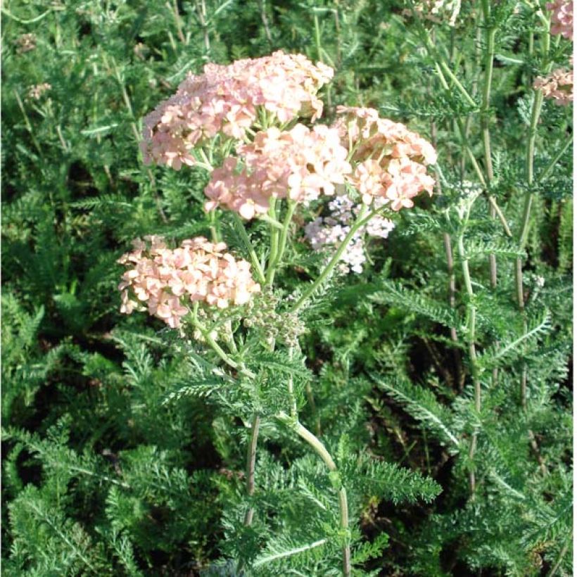 Achillea millefolium Salmon Beauty - Duizendblad (Groeiplaats)