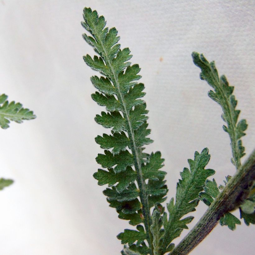Achillea Moonshine - Duizendblad (Foliage)
