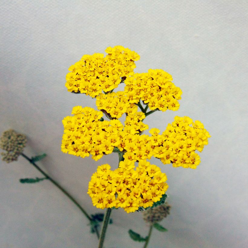 Achillea Moonshine - Duizendblad (Flowering)