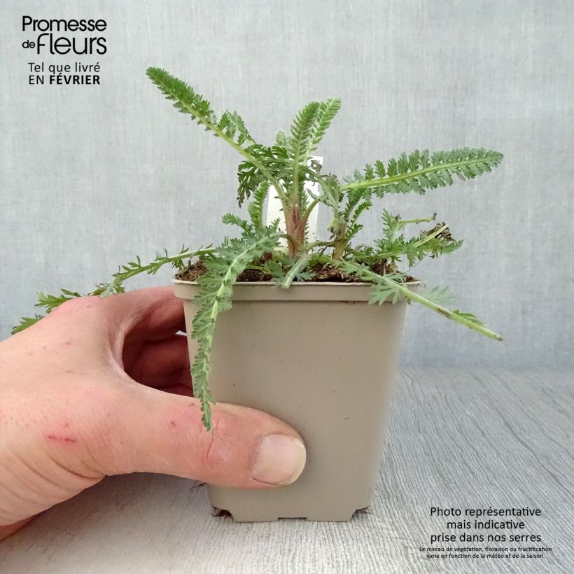 Example of Achillea Moonshine - Duizendblad Kweekpotje van 8/9 cm as you get in hiver