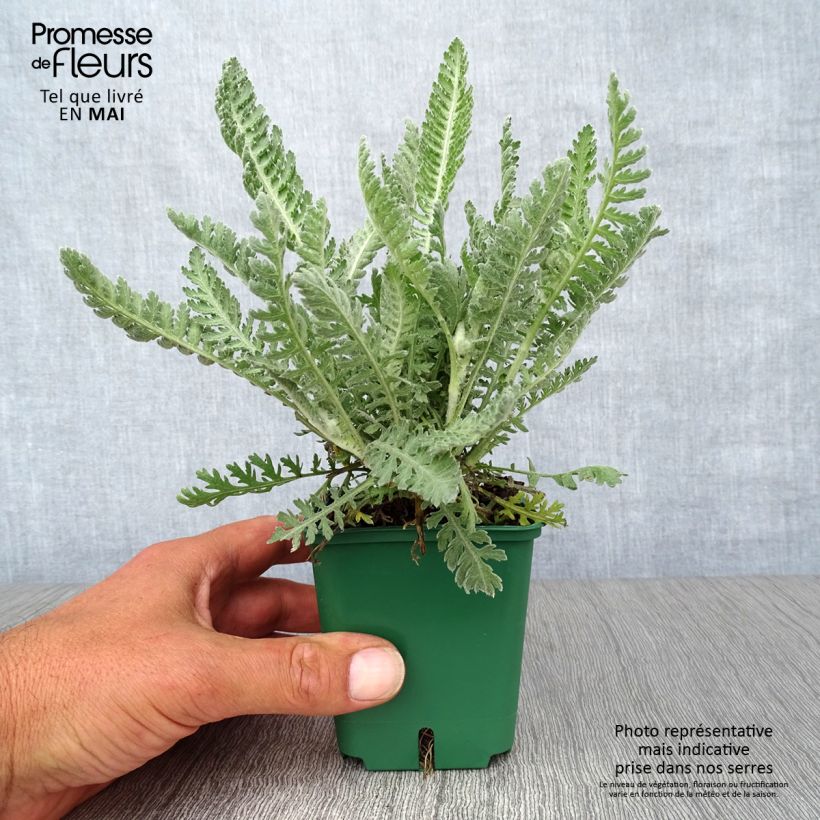 Exemplaar van Achillea Moonshine - Duizendblad Kweekpotje van 8/9 cm zoals geleverd in de lente