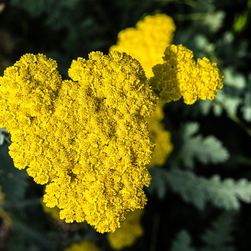 Achillea Moonshine - Duizendblad (Bloei)