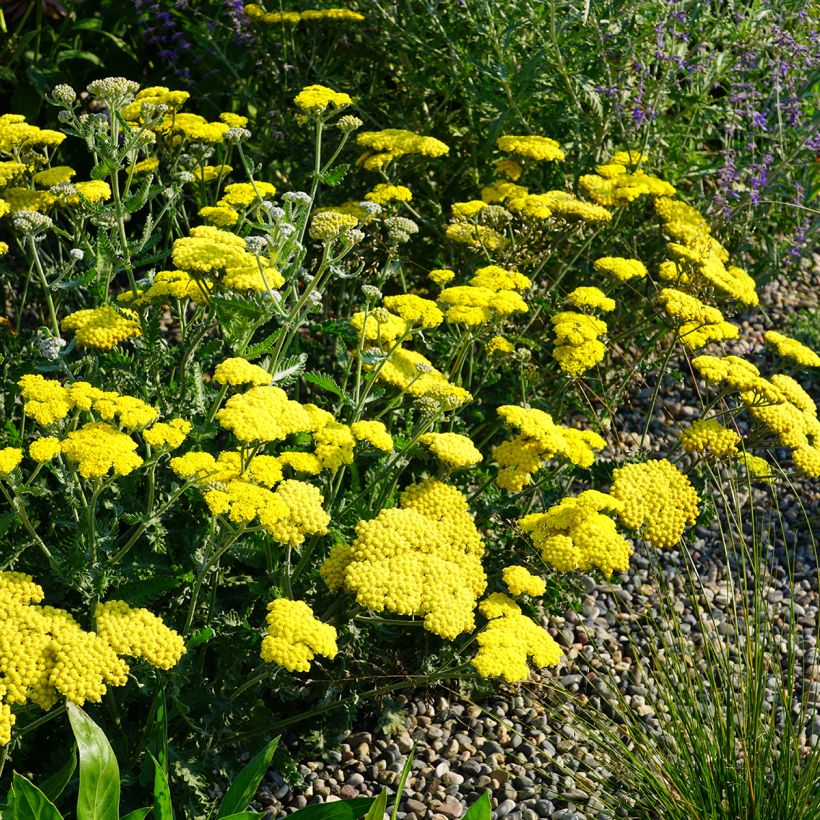 Achillea Moonshine - Duizendblad (Groeiplaats)