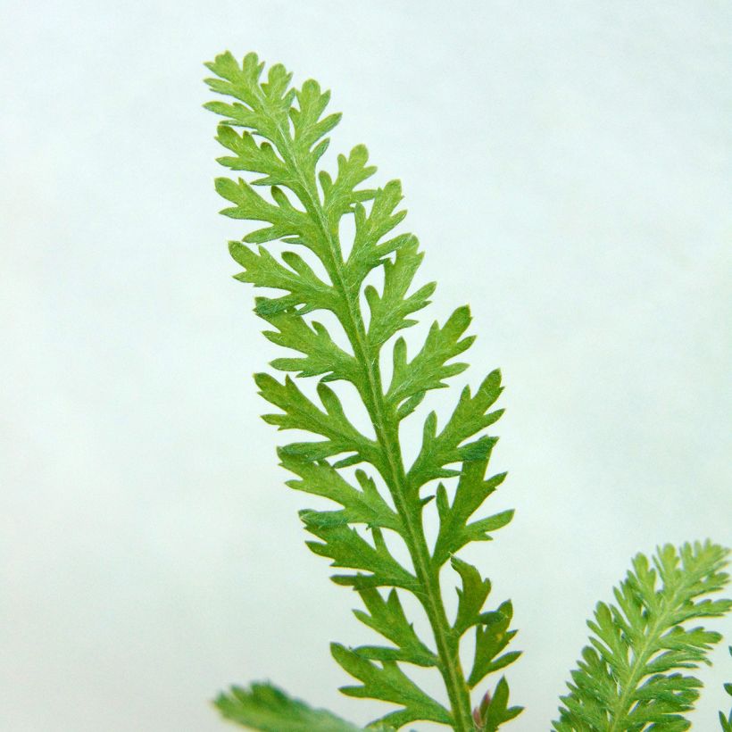 Achillea millefolium Walter Funcke - Duizendblad (Foliage)
