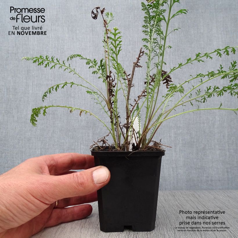 Exemplaar van Achillea millefolium Walter Funcke - Duizendblad Kweekpotje van 8/9 cm zoals geleverd in de herfst