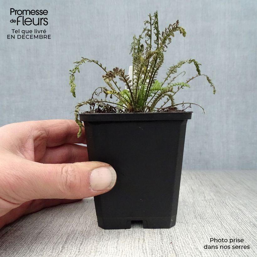 Example of Achillée Walter Funcke - Achillea millefolium Kweekpotje van 8/9 cm as you get in hiver