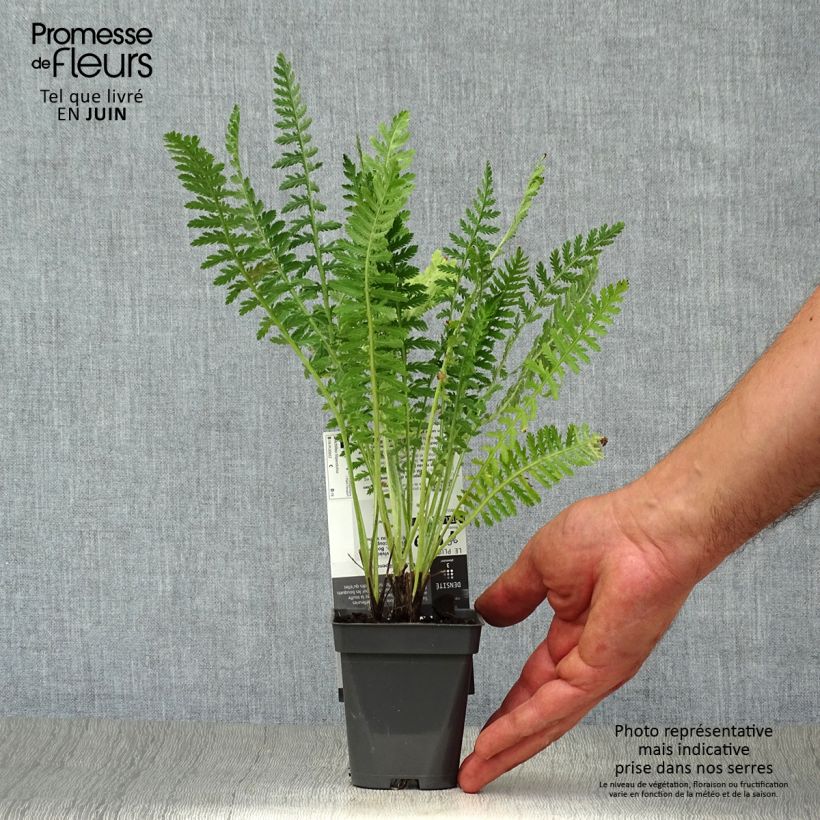Exemplaar van Achillea filipendulina Helios - Duizendblad Kweekpotje van 8/9 cm zoals geleverd in de zomer