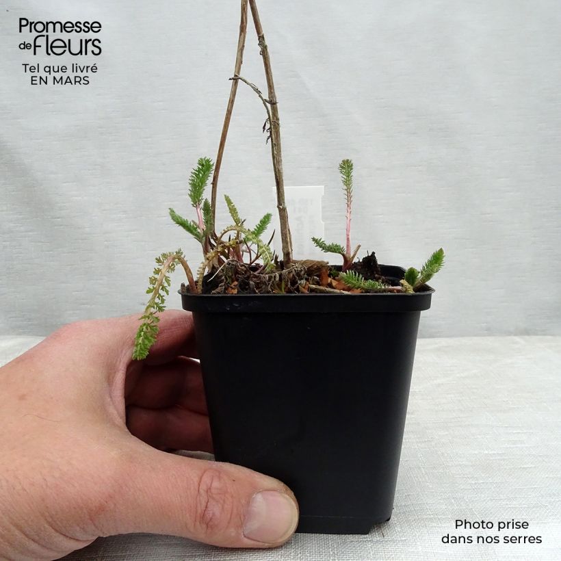 Example of Achillée filipendule Helios Kweekpotje van 8/9 cm as you get in hiver