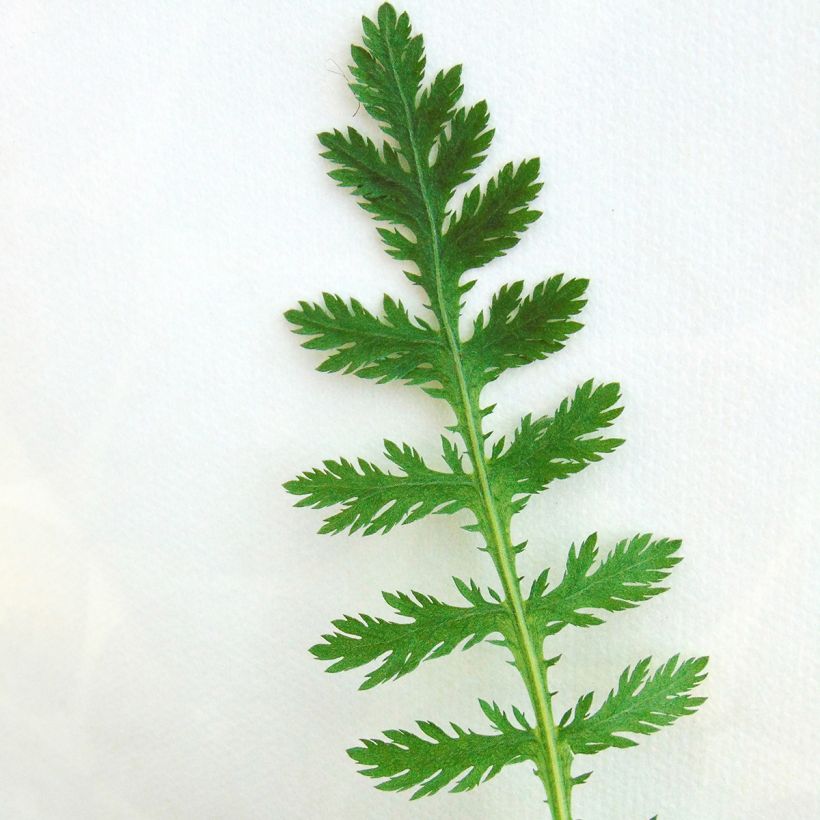Achillea filipendulina Cloth of Gold - Duizendblad (Foliage)