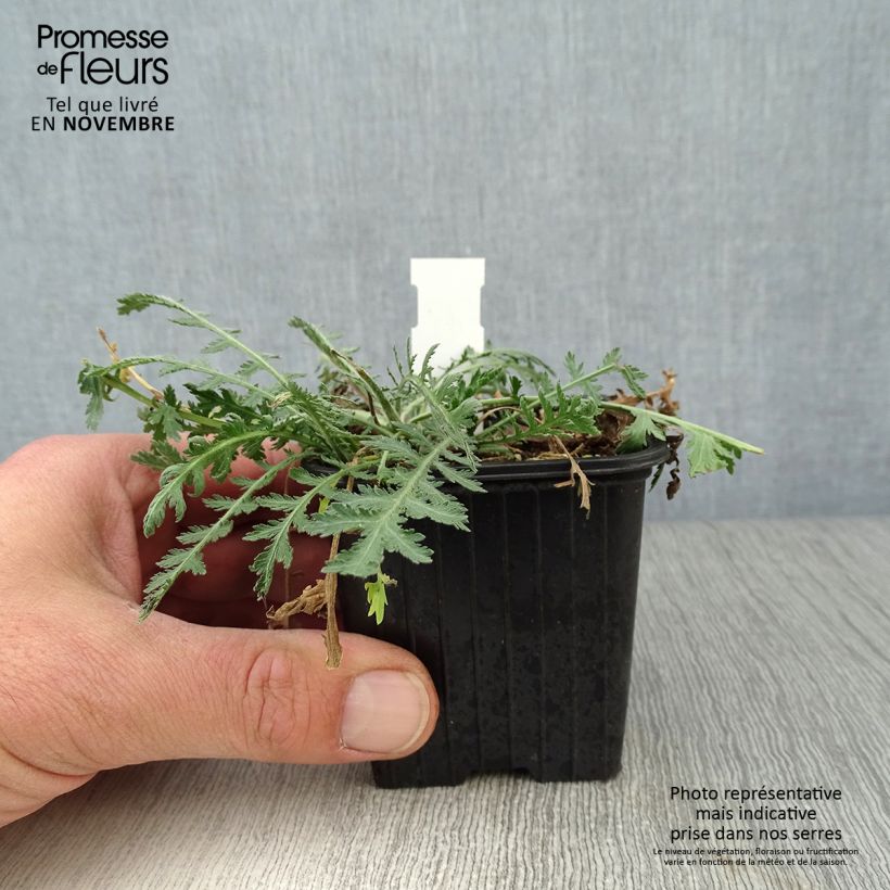 Exemplaar van Achillea filipendulina Cloth of Gold - Duizendblad Kweekpotje van 8/9 cm zoals geleverd in de herfst