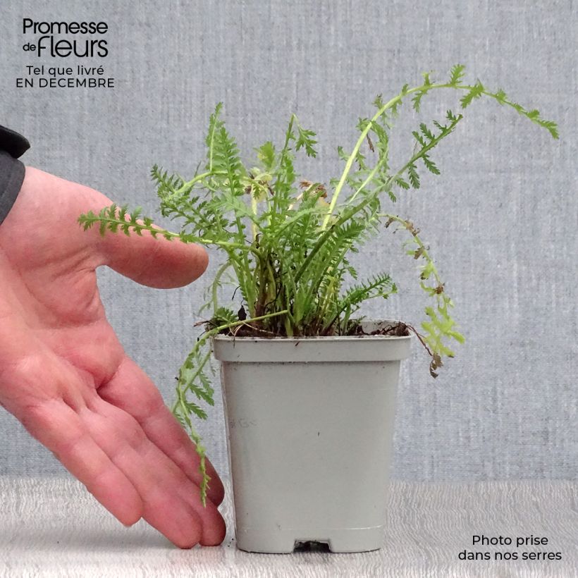 Example of Achillée filipendulina Cloth of Gold Kweekpotje van 8/9 cm as you get in hiver