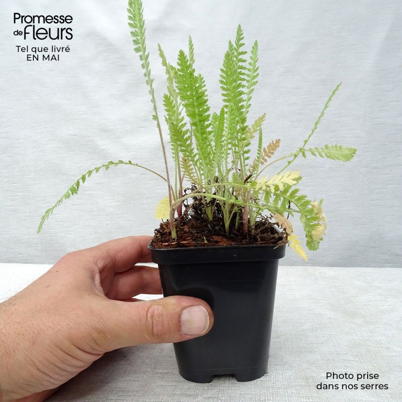 Exemplaar van Achillea filipendulina Cloth of Gold - Duizendblad Kweekpotje van 8/9 cm zoals geleverd in de lente