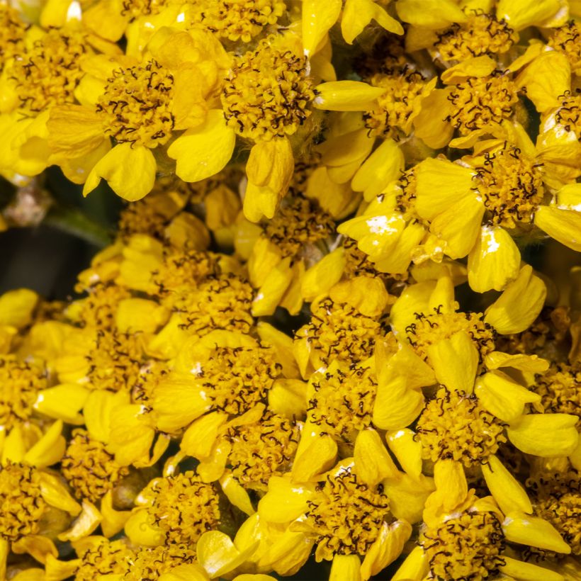 Achillea tomentosa Aurea - Duizendblad (Bloei)