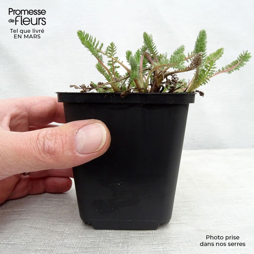 Example of Achillea millefolium Alabaster - Duizendblad Kweekpotje van 8/9 cm as you get in hiver