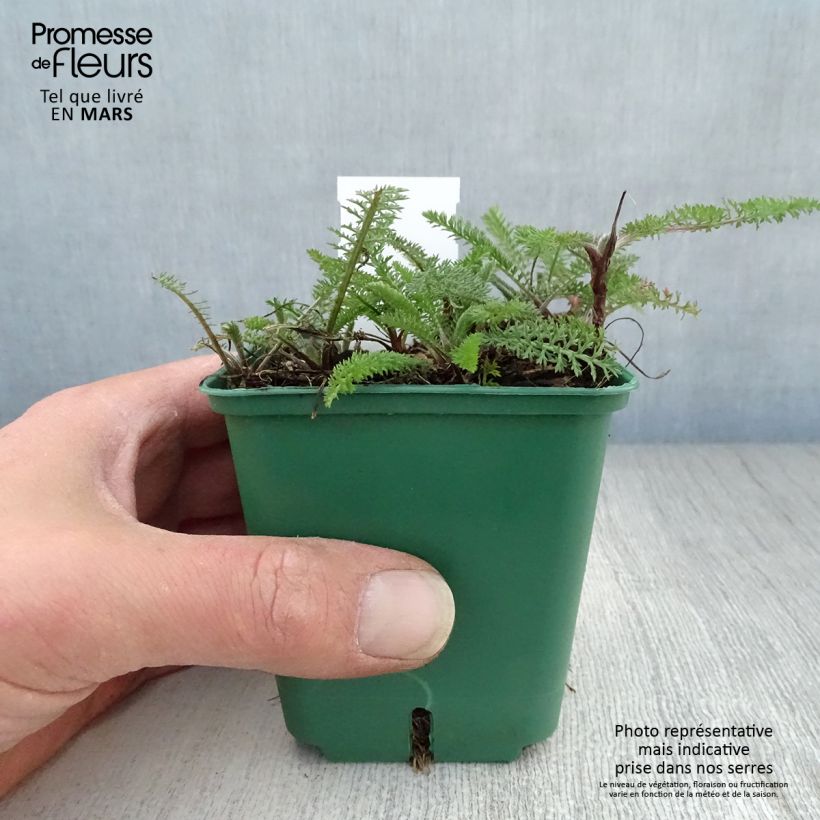 Exemplaar van Achillea millefolium Cassis - Duizendblad Kweekpotje van 8/9 cm zoals geleverd in de lente