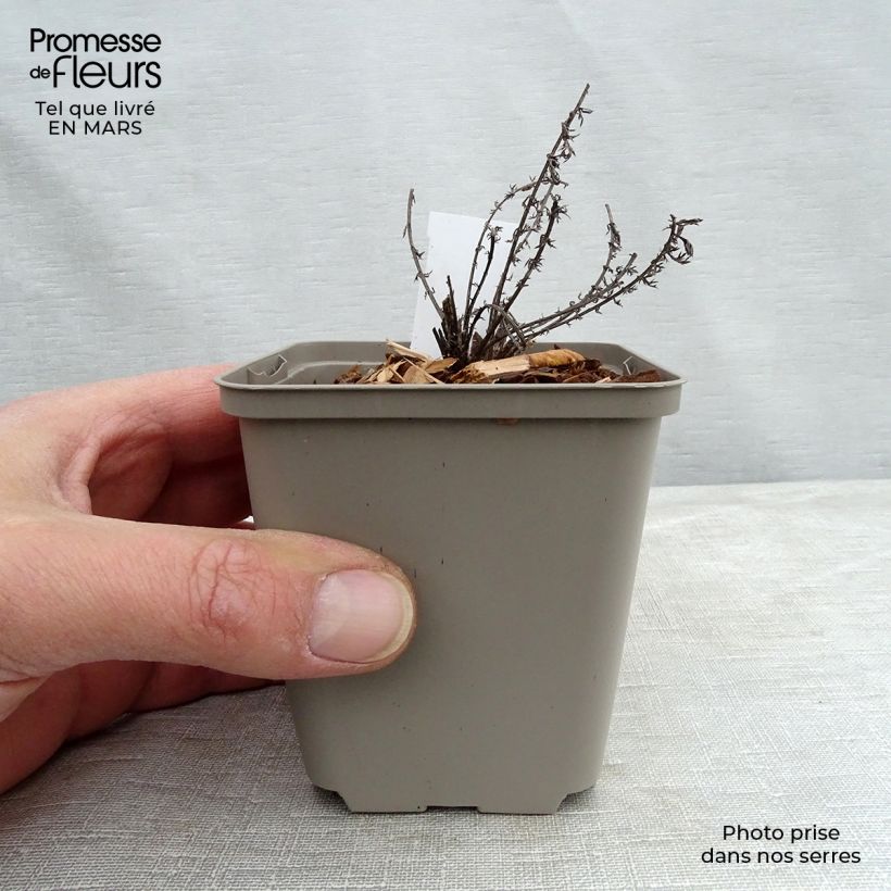 Exemplaar van Achillea millefolium Hannelore Pahl - Duizendblad Kweekpotje van 8/9 cm zoals geleverd in de lente