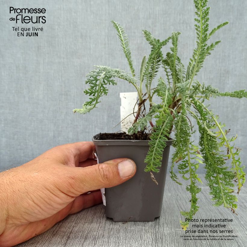 Exemplaar van Achillea millefolium Hymne - Duizendblad Kweekpotje van 8/9 cm zoals geleverd in de zomer