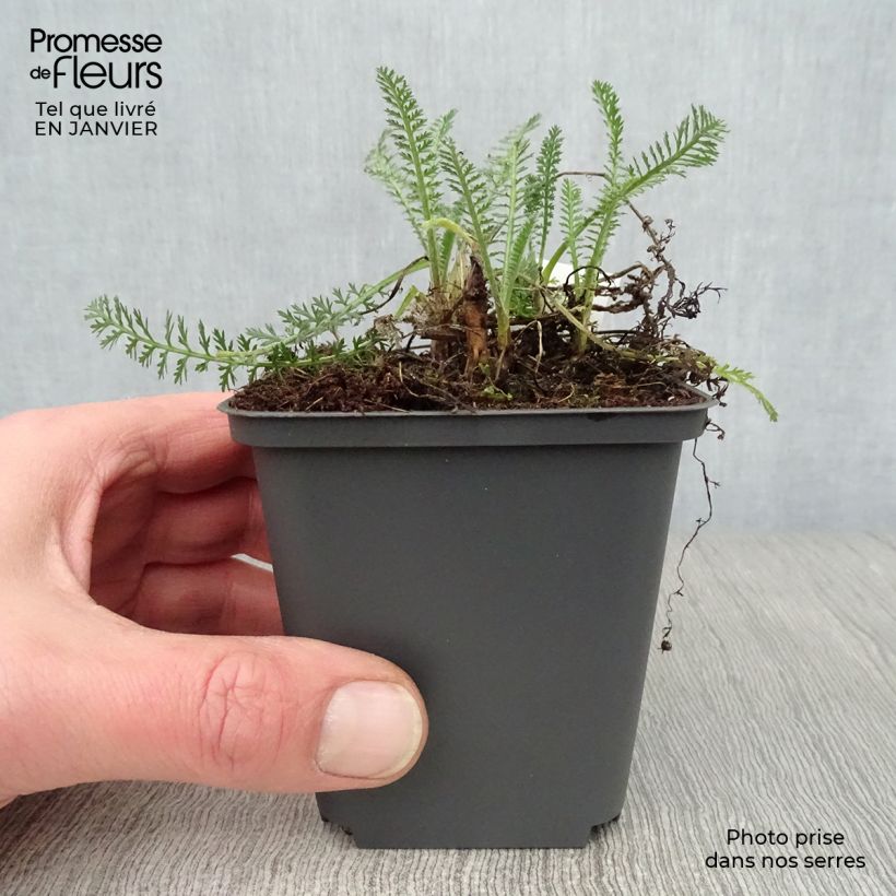 Example of Achillée millefeuille Hymne Kweekpotje van 8/9 cm as you get in hiver