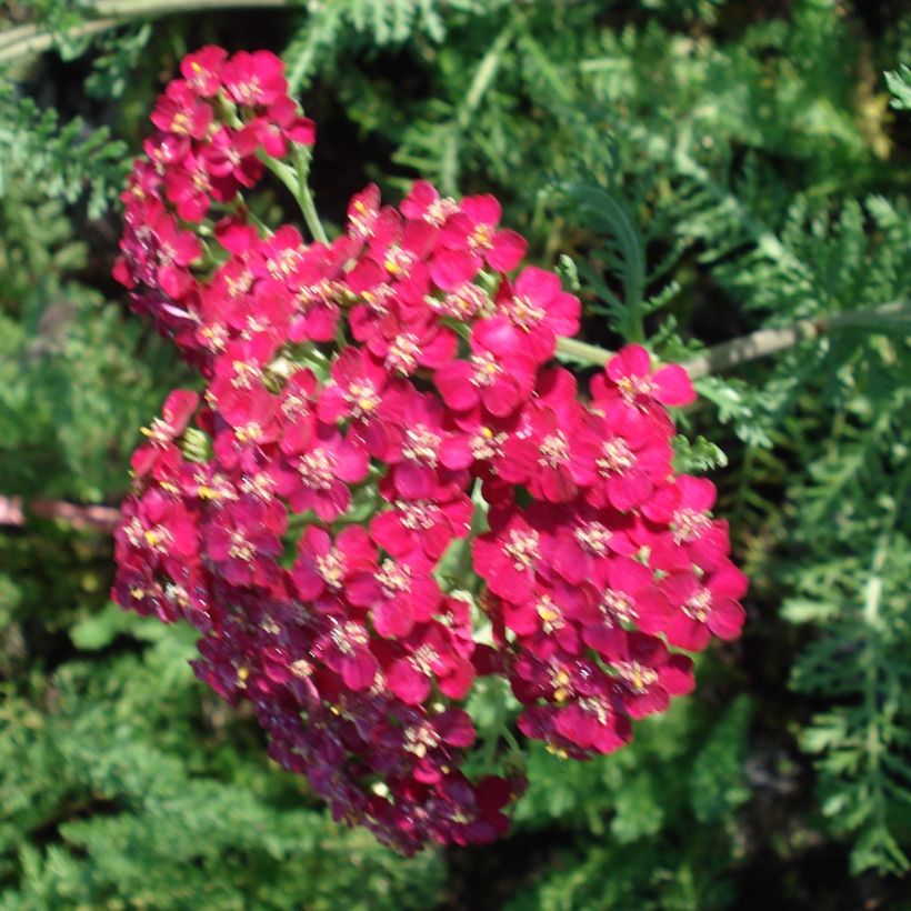 Achillea millefolium Lachsschönheit - Duizendblad (Flowering)