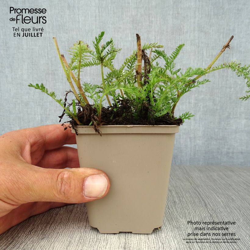 Exemplaar van Achillea millefolium Lachsschönheit - Duizendblad Kweekpotje van 8/9 cm zoals geleverd in de zomer