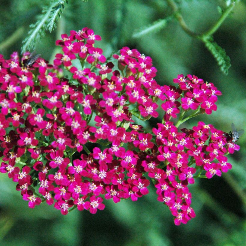 Achillea millefolium Red Beauty - Duizendblad (Flowering)