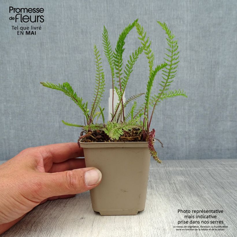 Exemplaar van Achillea millefolium Red Beauty - Duizendblad Kweekpotje van 8/9 cm zoals geleverd in de lente