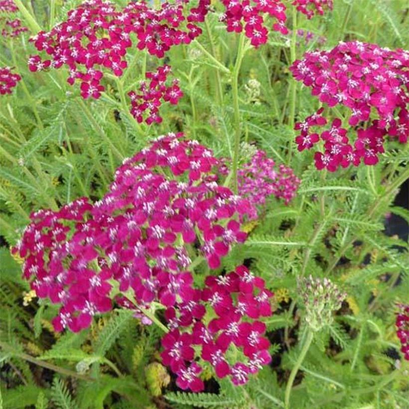 Achillea millefolium Sammetriese - Duizendblad (Flowering)