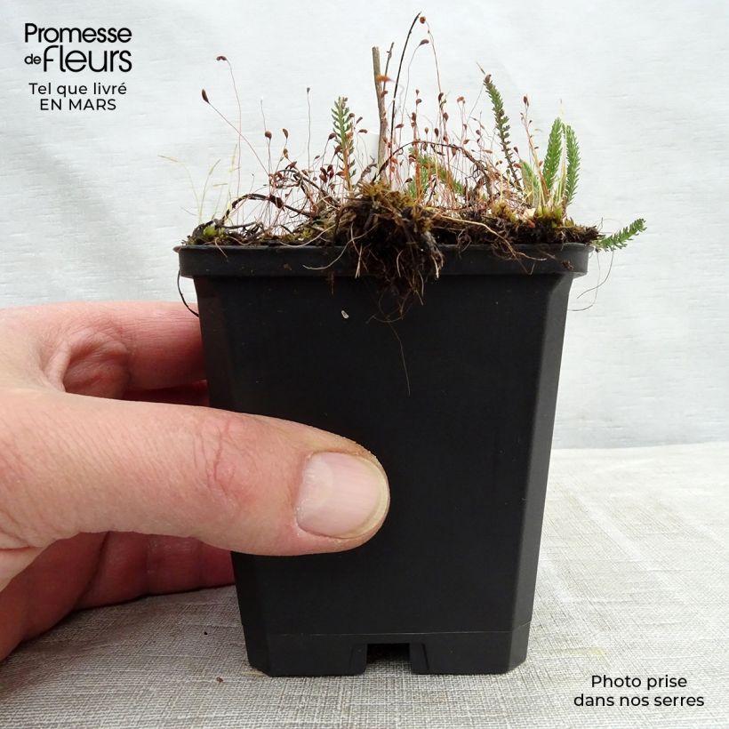 Example of Achillée millefeuille Sammetriese Kweekpotje van 8/9 cm as you get in hiver