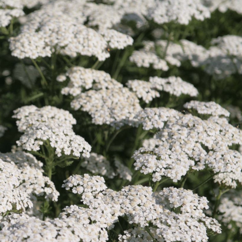 Achillea millefolium Schneetaler - Duizendblad (Flowering)