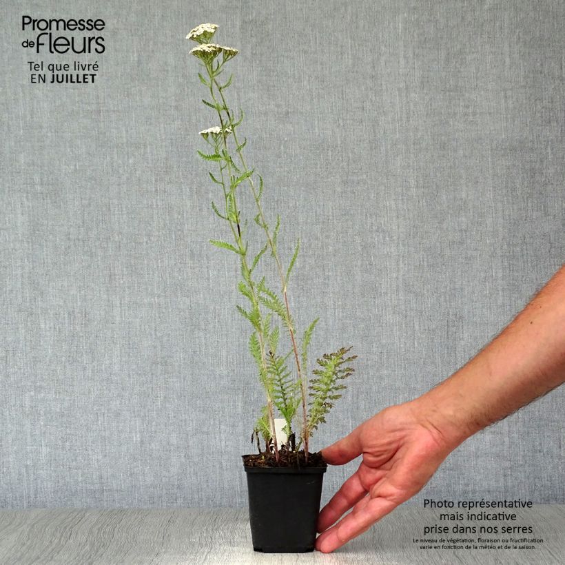 Exemplaar van Achillea millefolium Schneetaler - Duizendblad Kweekpotje van 8/9 cm zoals geleverd in de zomer