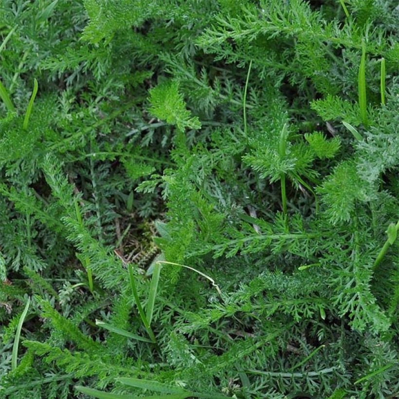 Achillea millefolium Wesersandstein - Duizendblad (Foliage)