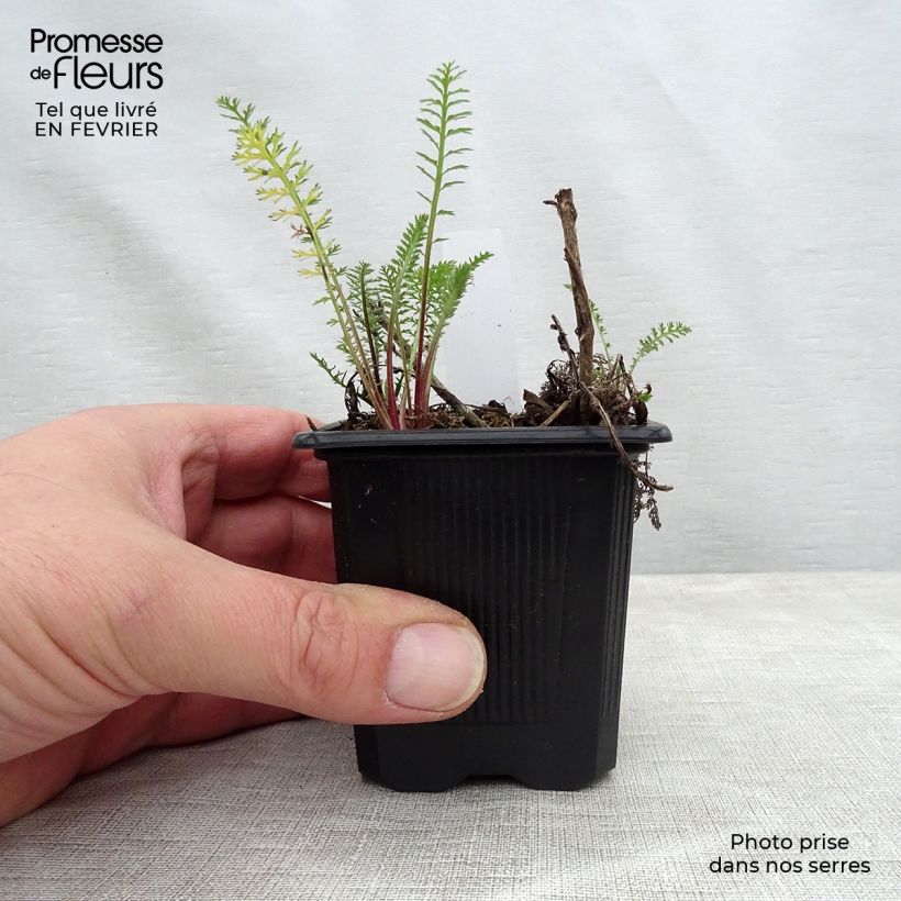 Example of Achillée millefeuille Wesersandstein Kweekpotje van 8/9 cm as you get in hiver