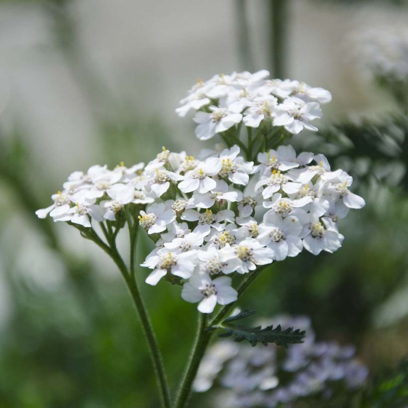Achillea millefolium White Beauty - Duizendblad (Flowering)
