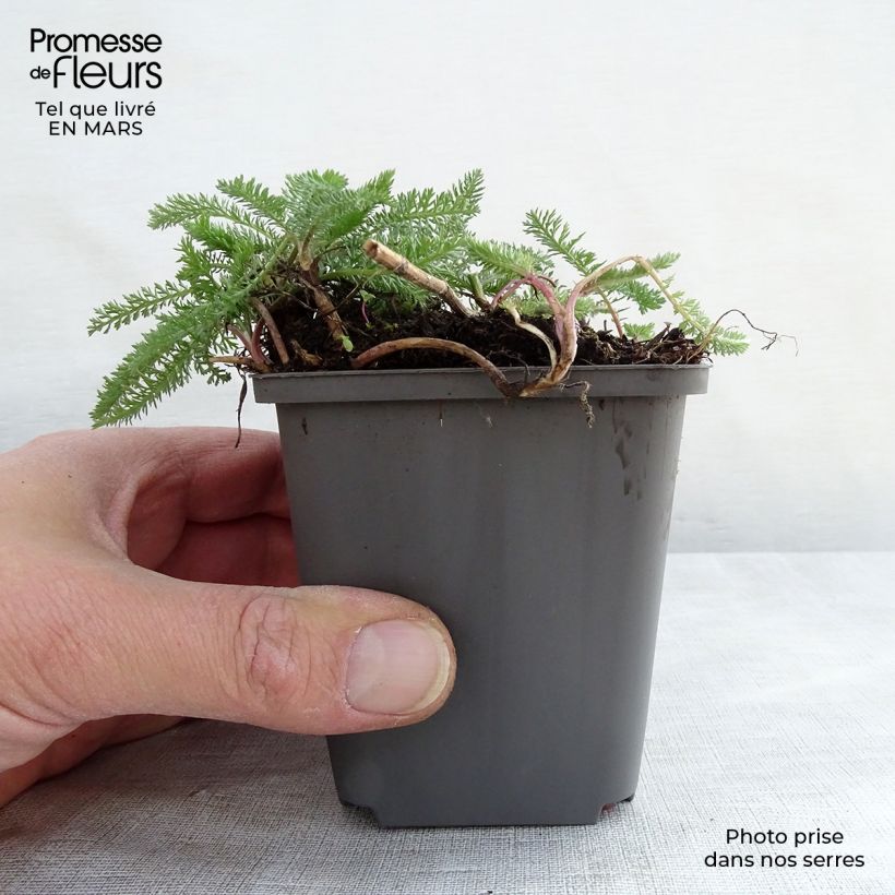 Example of Achillea millefolium White Beauty - Duizendblad Kweekpotje van 8/9 cm as you get in hiver