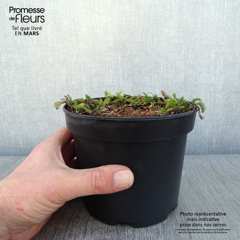 Example of Achillea millefolium White Beauty - Duizendblad Pot van 2 l/3 l as you get in hiver