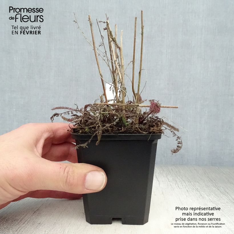 Example of Achillea millefolium Apricot Delight - Duizendblad Kweekpotje van 8/9 cm as you get in hiver