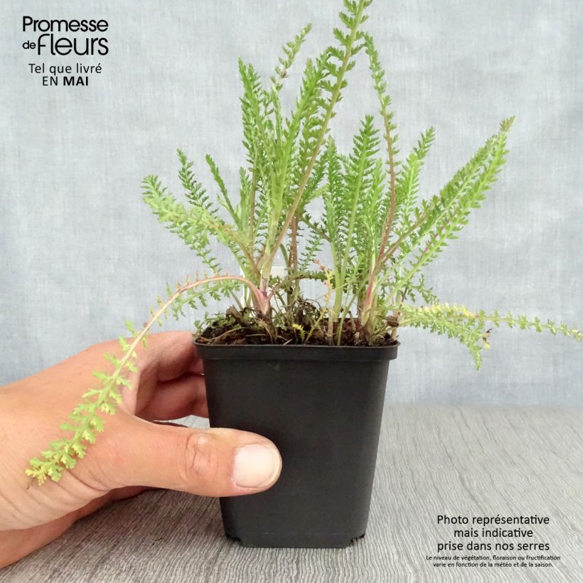 Exemplaar van Achillea millefolium Apricot Delight - Duizendblad Kweekpotje van 8/9 cm zoals geleverd in de lente