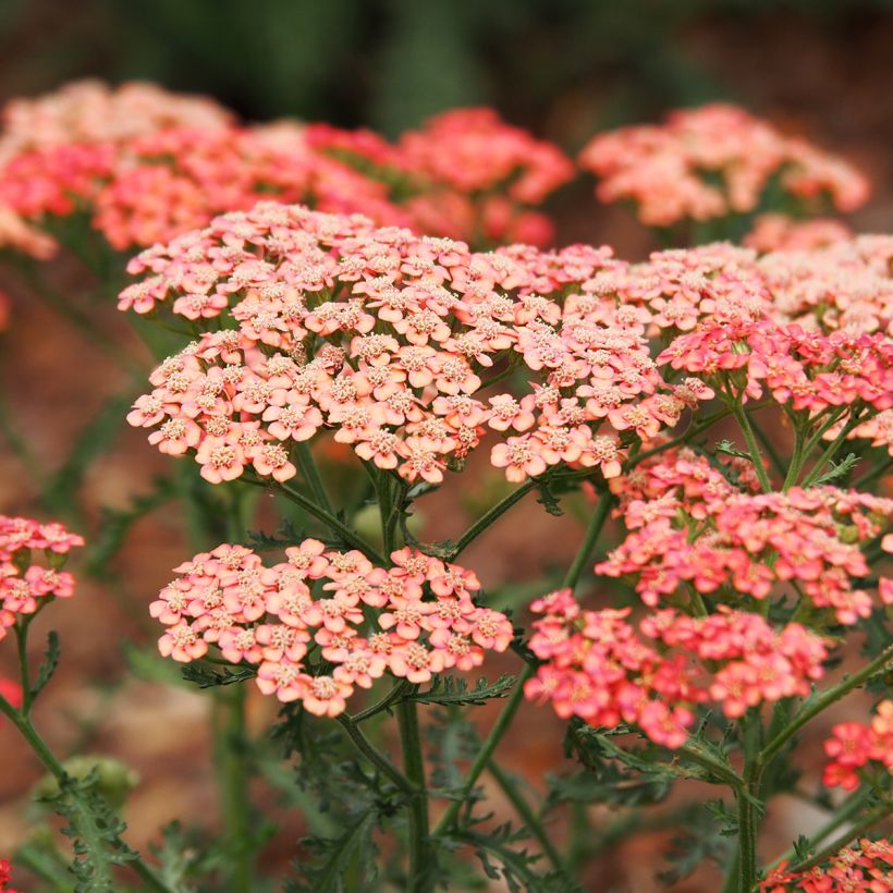 Achillea millefolium Apricot Delight - Duizendblad (Bloei)
