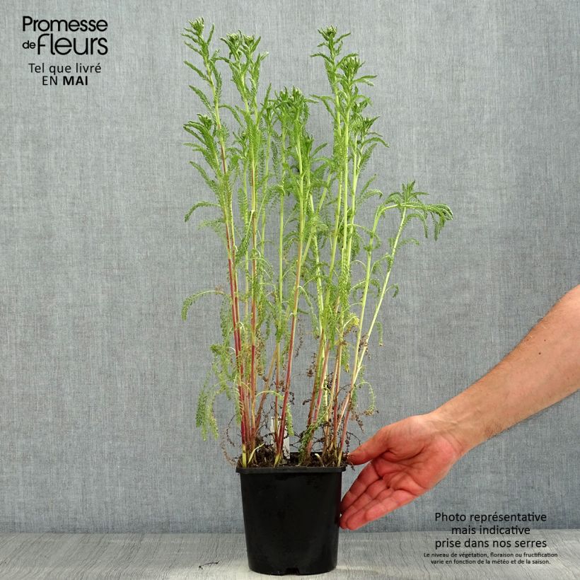 Exemplaar van Achillea millefolium Apricot Delight - Duizendblad Pot van 2 l/3 l zoals geleverd in de lente