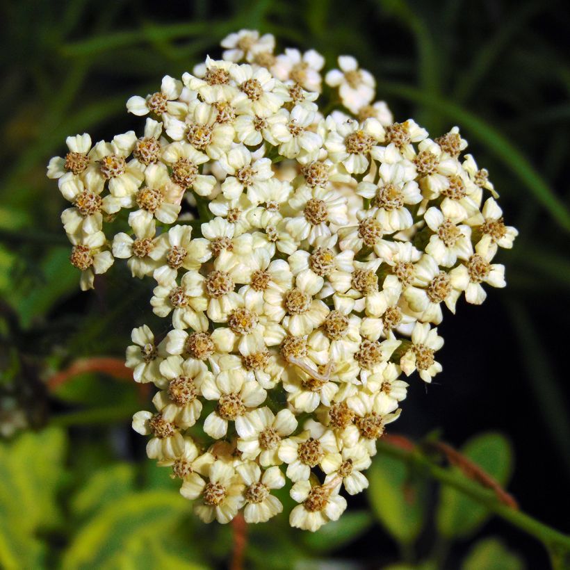 Achillea millefolium Apfelblute - Duizendblad (Flowering)