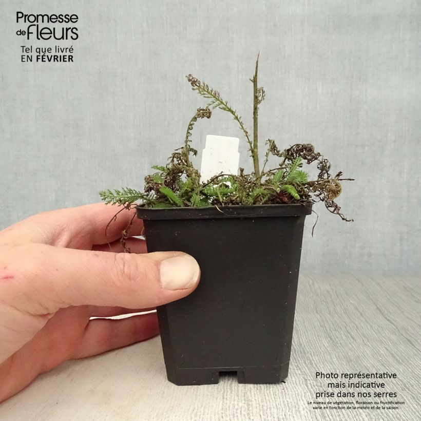 Example of Achillée millefolium Apfelblute (Apple Blossom) Kweekpotje van 8/9 cm as you get in hiver