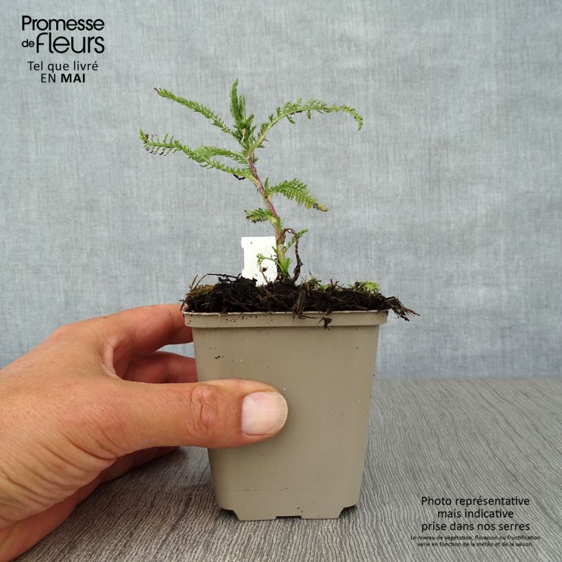 Exemplaar van Achillea millefolium Apfelblute - Duizendblad Kweekpotje van 8/9 cm zoals geleverd in de lente