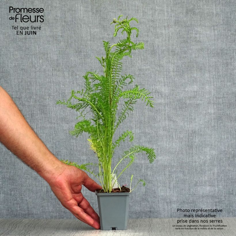 Exemplaar van Achillea millefolium Cerise Queen - Duizendblad Kweekpotje van 8/9 cm zoals geleverd in de zomer