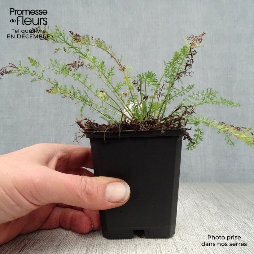 Example of Achillée millefolium Cerise Queen Kweekpotje van 8/9 cm as you get in hiver